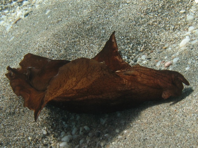 Aplysia cf. fasciata